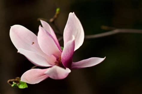 玉蘭花生長速度|玉蘭花種植方法以及注意事項